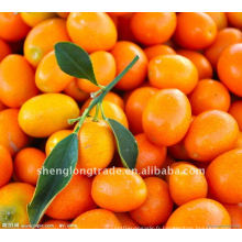 Orange douce et citronnée